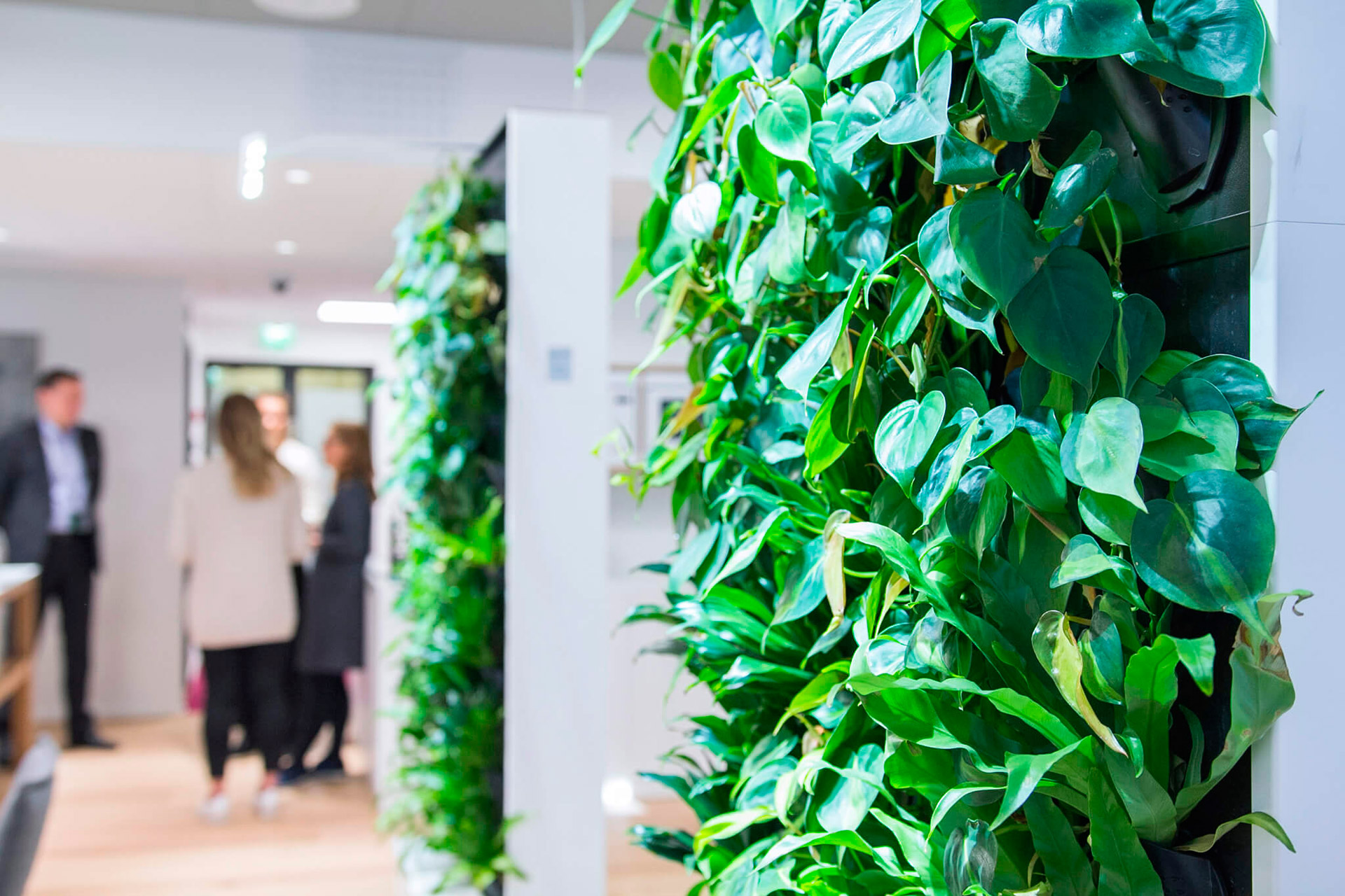 Naava Green Wall